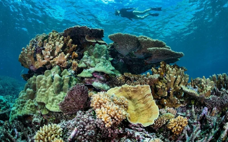 Heron Island & Wilson Island