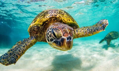 Turtle-Saison in Queensland